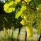 Крымские виноделы приступили к сбору винограда
